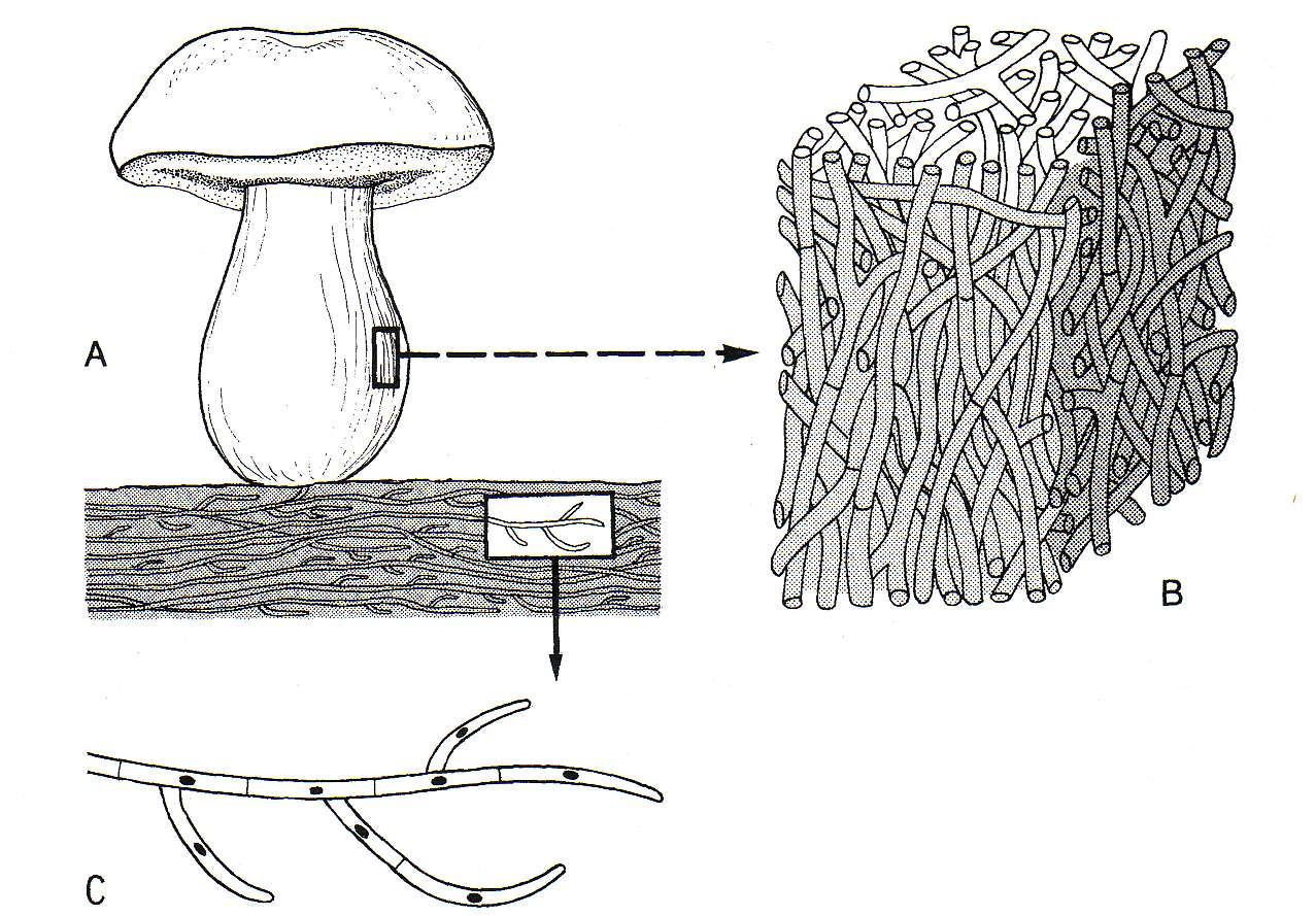 Zrasla nitasta steljka micelij