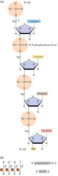 Molekula DNK je usmerjena glede na vezavo P-skupine na slakor, ki se veţe na 3.