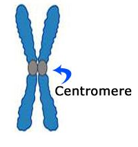 Cariotipul uman (totalitatea cromozomilor unui individ sau grup de indivizi, populaţie sau specie, ordonaţi după criterii precise: lungime,