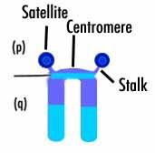 cromozomi) şi altul de la tată (23 cromozomi). Cromozomii unei perechi, cu origine dublă, nu sunt identici ci similari sau omologi.