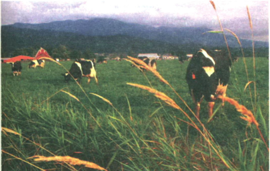 τύπο βλάστησης και στη δημιουργία του εδάφους, καθώς και στην ετήσια παραγωγή της βοσκήσιμης ύλης. Εικόνα 8-1. Αγελάδες που βόσκουν σε φυσικό λιβάδι.