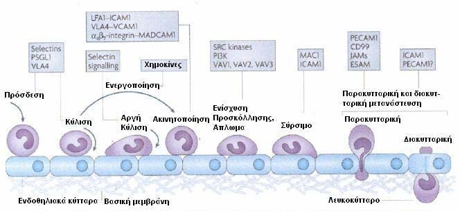 Εικόνα 2. Στην εικόνα φαίνονται τα τρία βήματα που παλαιότερα θεωρούνταν αρκετά για την προσκόλληση των λευκοκυττάρων στο ενδοθήλιο. Αυτά ήταν η κύλιση, η ενεργοποίηση και η ακινητοποίηση.