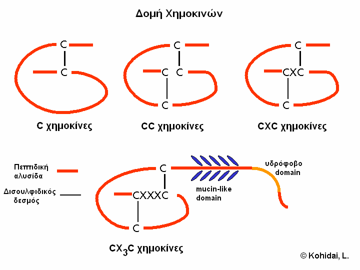 ενδοθηλιακών και λείων μυικών κυττάρων.