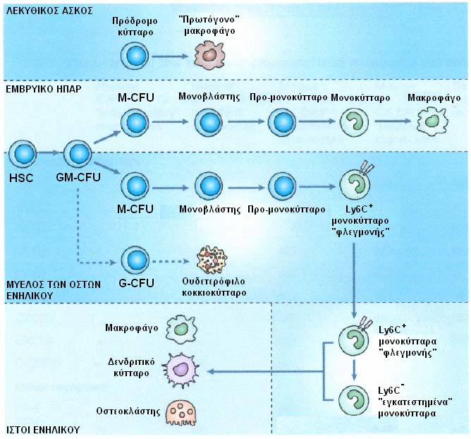 Εικόνα 7. Προέλευση μονοκυττάρων και των παραγώγων τους στον ποντικό (παρόμοια και στον άνθρωπο).