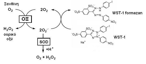 Εικόνα 4. Βασική αρχή μεθόδου προσδιορισμού δραστικότητας της SOD (ΟΞ, οξειδάση της ξανθίνης). Picture 6. Basic principle of the superoxide dismutase (SOD) activity assay (ΟΞ, xanthine oxidase).