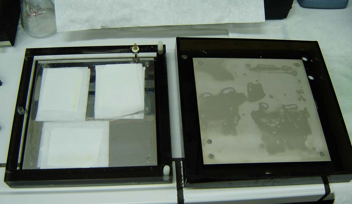 νιτροκυτταρίνης βρεχόταν ελαφρά με transfer buffer 1x και τοποθετούνταν από πάνω από το gel. Το σάντουιτς ολοκληρωνόταν με την τοποθέτηση από πάνω άλλων δύο βρεγμένων χαρτιών Whatmann.
