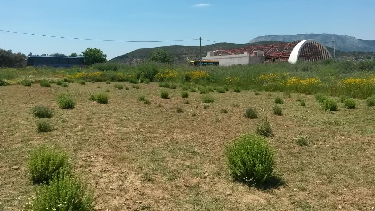 επανάληψη αποτελείται από 8 πειραματικά τεμάχια και κάθε τεμάχιο απο 9 φυτά. Οι αποστάσεις των φυτών είναι 40 cm επί της γραμμής και 60 cm μεταξύ των γραμμών (Εικόνα 11).