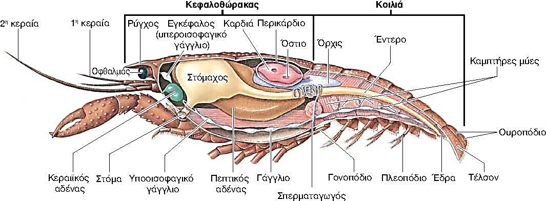 Διαφοροποίηση εξαρτημάτων Μεταμέρεια: μυϊκό και νευρικό.