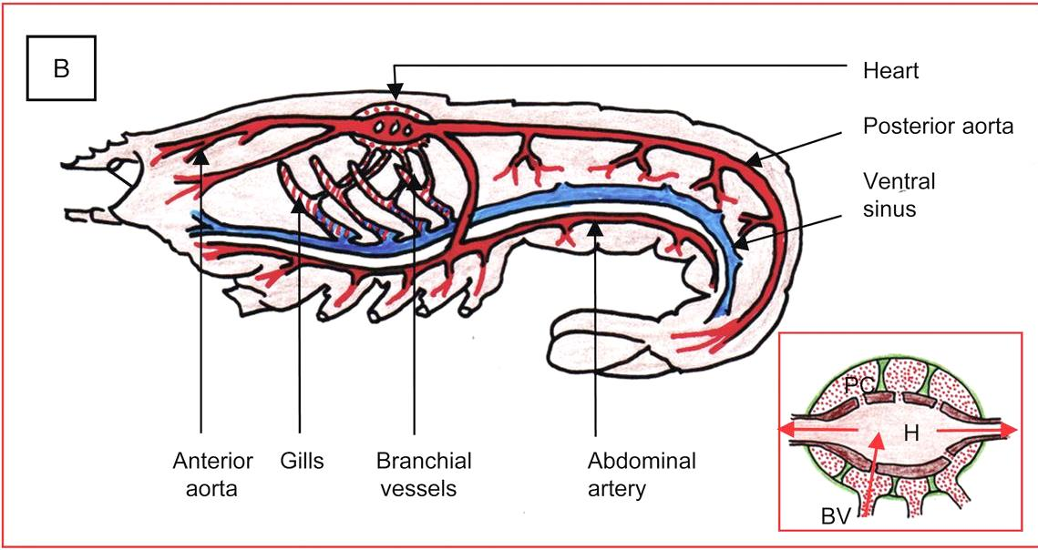 Κυκλοφορικό σύστημα 11 Ανοιχό κυκλοφορικό, αιμόκοιλο, αιμολέμφος.