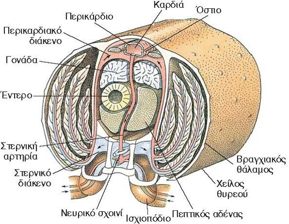 Κυκλοφορικό σύστημα 12 Βράγχια ή όχι Βραγχιακή κοιλότητα Πόδο-, αρθρο-