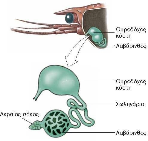 Απεκκριτικό σύστημα Κεραϊκοί ή γναθικοί αδένες Κυρίως ιοντική και ωσμωτική ρύθμιση (στους αστακούς του γλυκού νερού σχηματίζονται αραιά ούρα και τα Na, Cl που χάνονται