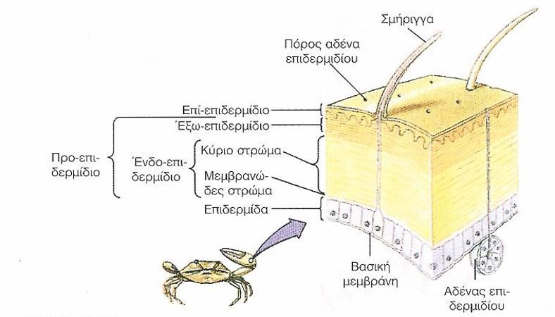 Δομή εξωσκελετού 27 Επι- από πρωτεΐνες με λιπίδια.