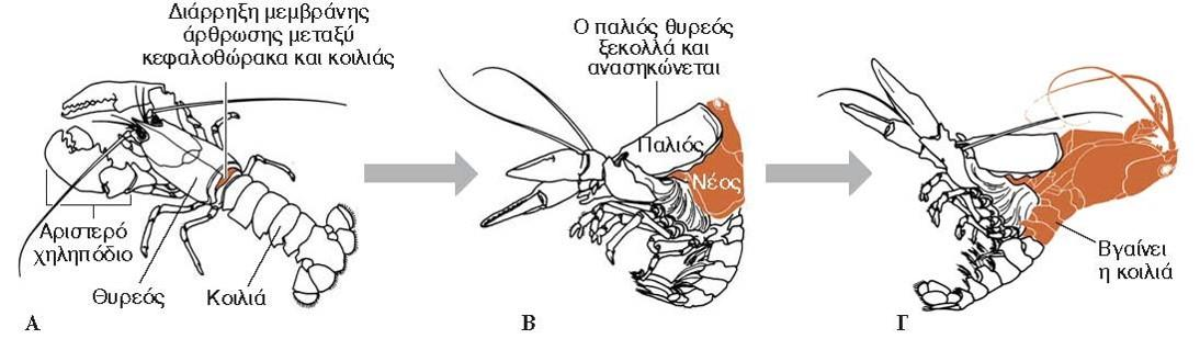 Έκδυση 28 Ενότητα