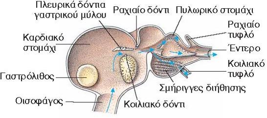 Διατροφή Ποικιλία και πλαστικότητα διατροφής. Θηρευτές (χηληπόδια).