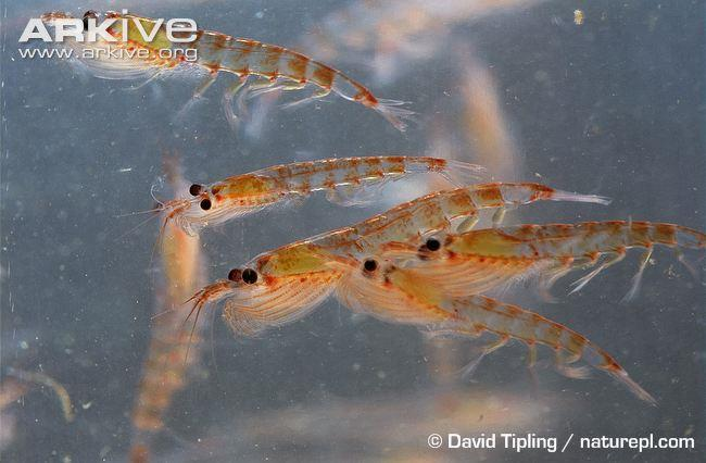 Ομοταξία Μαλακόστρακα Τάξη Ευφαυσεώδη (Krill) 87 90 είδη.
