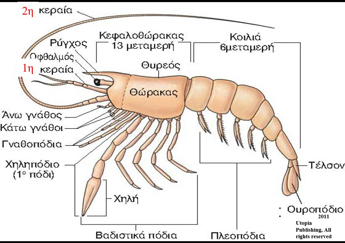 Δομή του σώματος ταγμάτωση (Ομοταξία