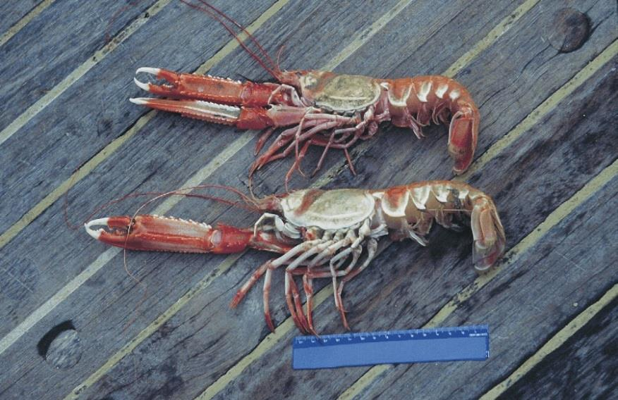 καραβίδες) 97 Nephrops