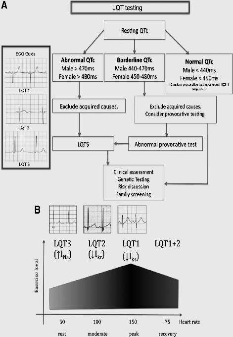 Exercise testing in LQTS Exercise stress testing has also been used for differentiating LQT1, LQT2, and unaffected individuals.