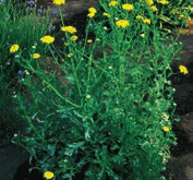 Βιολογικός κύκλος Η αγριομαργαρίτα είναι ετήσιο, χειμερινό φυτό. Αναπαράγεται με σπόρους και φυτρώνει στο τέλος του χειμώνα και την άνοιξη. Η διασπορά των σπόρων γίνεται κυρίως με τον άνεμο.