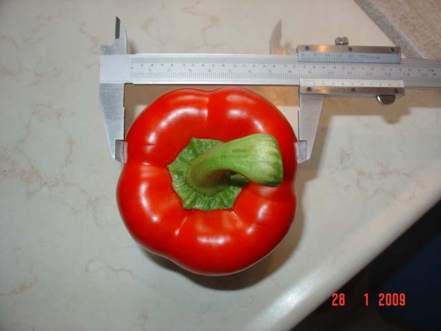 Εικόνα 20. Μέτρηση πλάτους καρπού πιπεριάς.