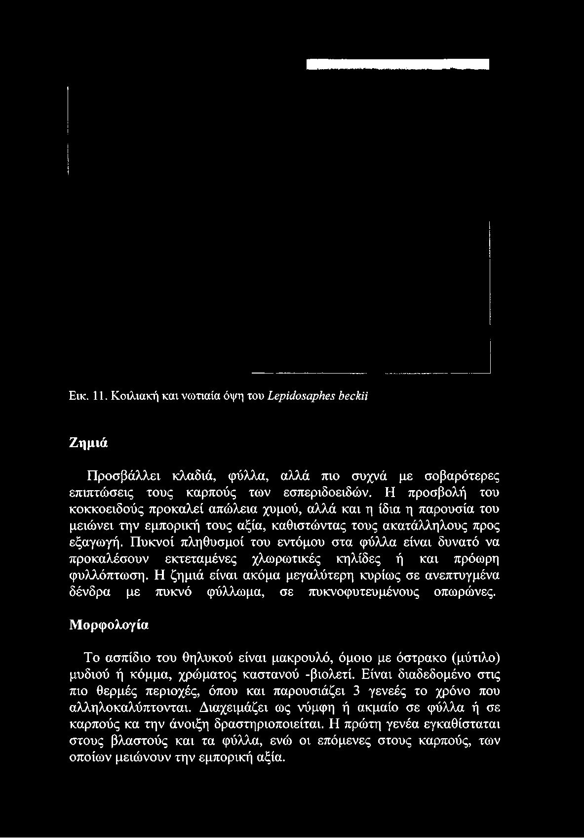 Εικ. 11. Κοιλιακή και νωτιαία όψη του ΙβρΐάοζαρΗβς Ββείύί Ζημιά Προσβάλλει κλαδιά, φύλλα, αλλά πιο συχνά με σοβαρότερες επιπτώσεις τους καρπούς των εσπεριδοειδών.