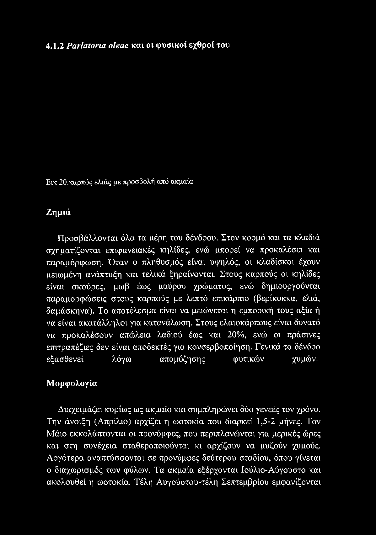 Στους καρπούς οι κηλίδες είναι σκούρες, μωβ έως μαύρου χρώματος, ενώ δημιουργούνται παραμορφώσεις στους καρπούς με λεπτό επικάρπιο (βερίκοκκα, ελιά, δαμάσκηνα).