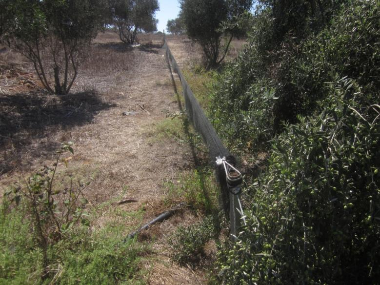 Figure 6: Active Unset Net present (AUN) in an olive grove Figure 7: Active Set Net present (ASN) corridors in orchards are often used for mist netting Limesticks While the main effort of the