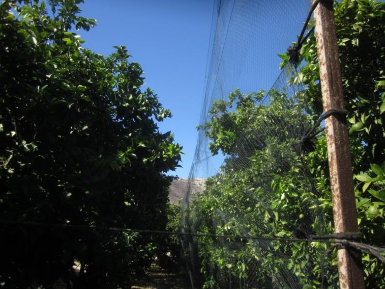 Limesticks are much harder to locate in the field than mist nets and are often set in a different habitat to mist nets.