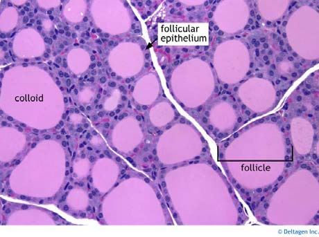 θυρεοειδικό επιθήλιο. Τα κύτταρα των θυλακίων συνθέτουν την πρωτεΐνη θυρεοσφαιρίνη που μετά αποθηκεύεται ως κολλοειδές.(σχήμα 1.2.