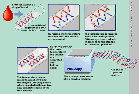 Εικόνα 5: Από μία σταγόνα αίματος εκχυλίζεται ένα μεμονωμένο τμήμα ενός μορίου DNA. Με την αύξηση της θερμοκρασίας στους 90 ο C οι έλικες του μορίου διαχωρίζονται.