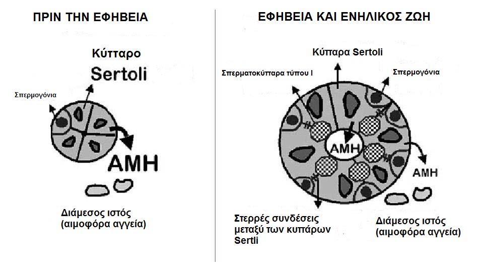 Σχήμα 8.