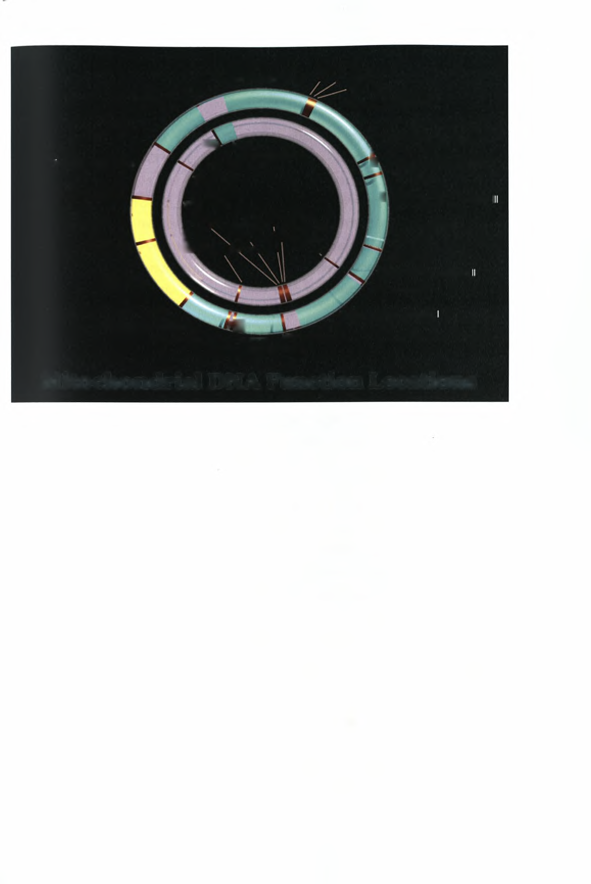 trna Leucine 2 NADH dehydrogenase 5 / trna Serine 2 trna Histidine Cytochrome b NADH dehydrogenase 4 trna Threonine D-Loop (Displacement Loop) trna Phenylalanine 12S rrna trna Valine 16S rrna NADH