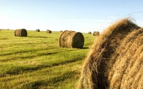 ΤΠΟΤΡΓΕΙΟ ΑΓΡΟΣΙΚΗ ΑΝΑΠΣΤΞΗ & ΣΡΟΥΙΜΩΝ ΓΕΝΙΚΗ ΔΙΕΤΘΤΝΗ ΥΤΣΙΚΗ ΠΑΡΑΓΩΓΗ ---------------------------------- Δ/ΝΗ ΠΑΡΑΓΩΓΗ, ΑΞΙΟΠΟΙΗΗ ΠΡΟΙΟΝΣΩΝ ΥΤΣΩΝ ΜΕΓΑΛΗ ΚΑΛΛΙΕΡΓΕΙΑ (ΠΑΠ-ΥΜΚ) (Linum usitatissimum L.