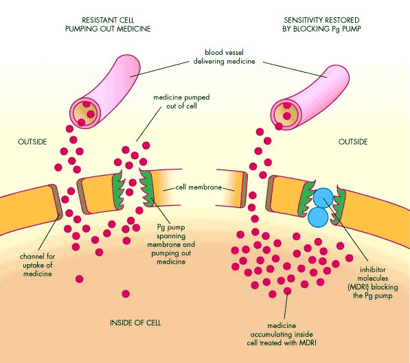 Πρωτεϊνες μεταφοράς στις κυτταρικές μεμβράνες: P-gp Στο γαστρεντερικό περιορίζει την απορρόφηση των φαρμάκων μεταφέροντάς τα εκτός των κυττάρων Στο ήπαρ και τα νεφρικά σωληνάρια μεσολαβεί για την