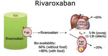 Επαγωγείς P-gp Ηταυτόχρονηχρη ση του rivaroxaban με ισχυρου ς επαγωγει ςτουp-gp ριφαμπικι νη φαινυτοϊ νη καρβαμαζεπι νη φαινοβαρβιτα λη βο