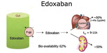 It seems that for edoxaban, CYP3A4 is only weakly involved, but caution is still warranted until more definitive interaction data are available.
