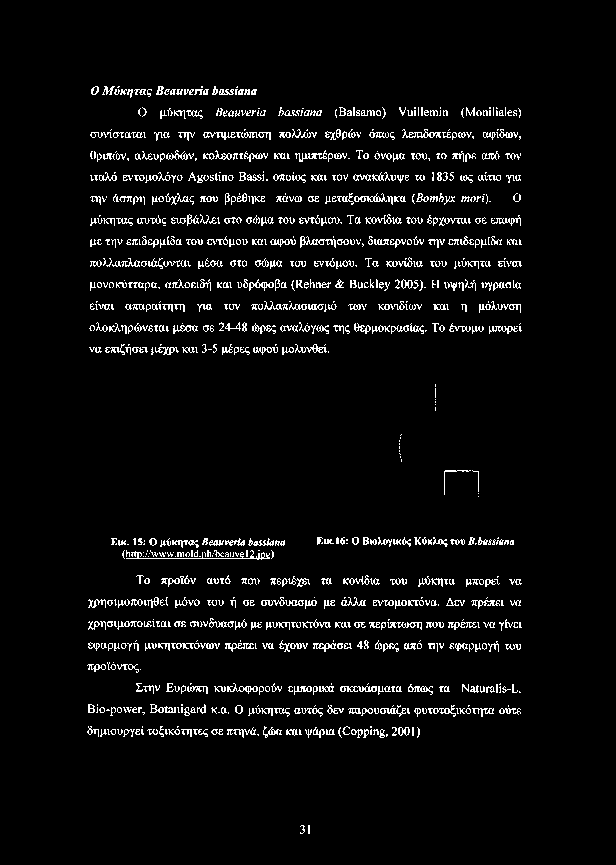 O μύκητας αυτός εισβάλλει στο σώμα του εντόμου.