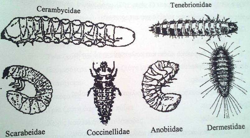 Προνύμφες Coleoptera 1 η