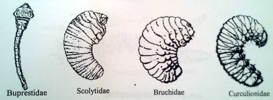 Προνύμφες Coleoptera 2 η