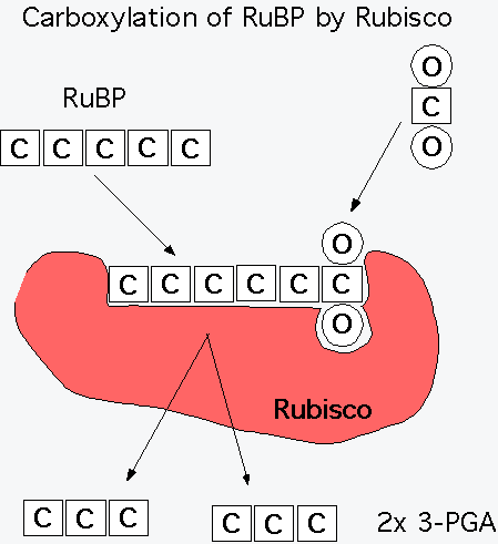 Φωτοαναπνοή Rubisco Υπόστρωμα