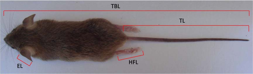 Υλικά και μέθοδοι Εικόνα 33: Απεικόνιση του τρόπου λήψης των κύριων σωματικών μετρήσεων: ολικό σωματικό μήκος (ΤBL), μήκος ουράς (ΤL), μήκος πτερυγίου αυτιού (EL) και μήκος οπίσθιου ακροποδίου (HFL).