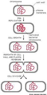 Τα(βακτήρια(αναπαράγονται(αφυλετικά( χρωμόσωμα! Κυτταρικό!τοίχωμα! Κυτταρική!! μεμβράνη! ΑΝΤΙΓΡΑΦΗ!ΤΟΥ!DNA!