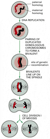 Τα(γεγονότα(της(Mείωσης(I( πατρικό! ομόλογο! μητρικό! ομόλογο! ΑΝΤΙΓΡΑΦΗ!DNA! ΖΕΥΓΑΡΩΜΑ!ΤΩΝ! ΑΝΤΙΓΡΑΜΕΝΩΝ! ΧΡΩΜΟΣΩΜΑΤΩΝ!ΚΑΙ! ΣΧΗΜΑΣΙΜΟΣ!