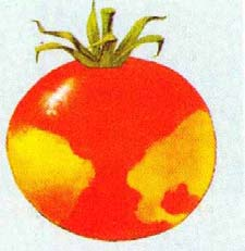της τοµάτας (Tomato bushy