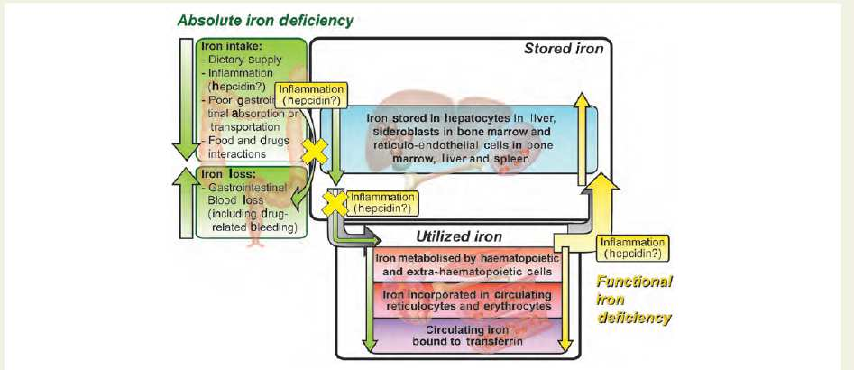 The concept of absolute and functional iron