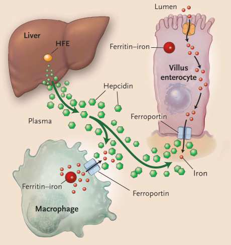 The role of hepcidin
