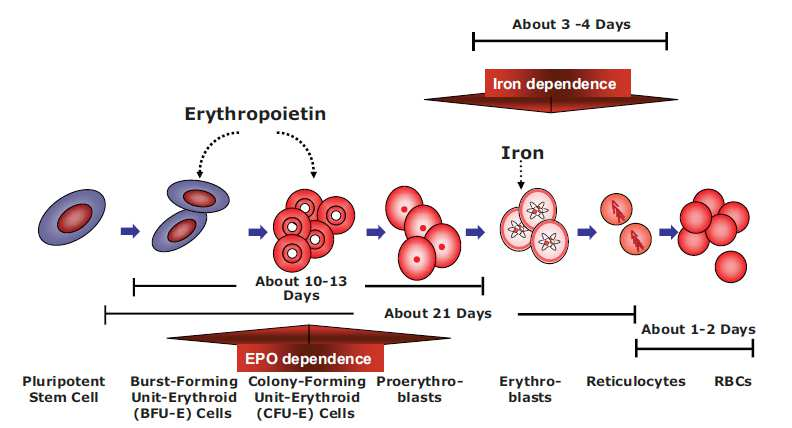 Consequences of iron deficiency: