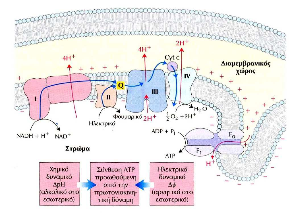 Consequences of iron deficiency: Oxygen