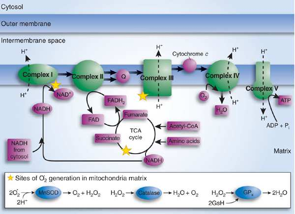 Consequences of iron deficiency: Defensive mechanisms