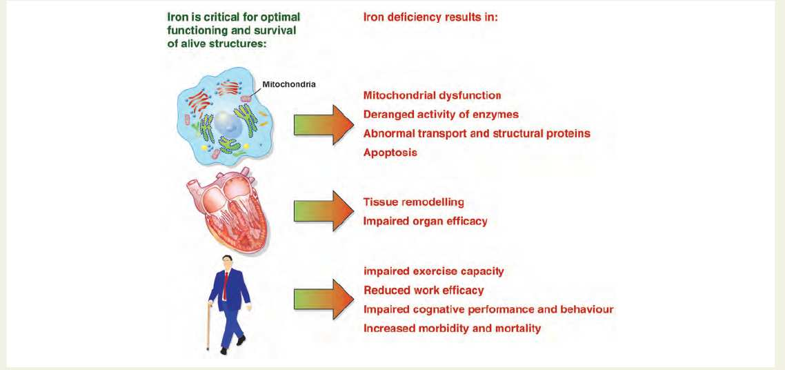 Clinical importance of iron in